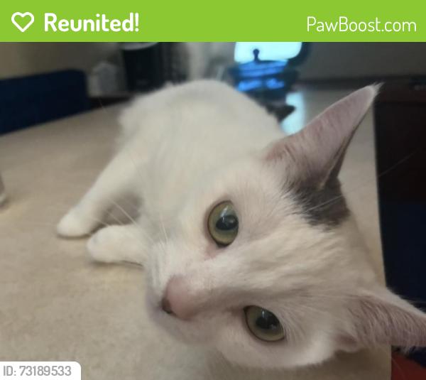 Reunited Female Cat last seen Near Venetian Promenade, Lindenhurst, NY 11757