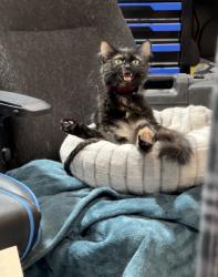 Reunited Female Cat last seen Collins Rd, Buckley, WA 98321, USA, Buckley, WA 98321