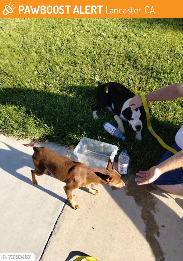 Found/Stray Male Dog last seen Avenue K 8 Lancaster California, Lancaster, CA 93536