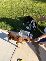 Found/Stray Male Dog last seen Avenue K 8 Lancaster California, Lancaster, CA 93536