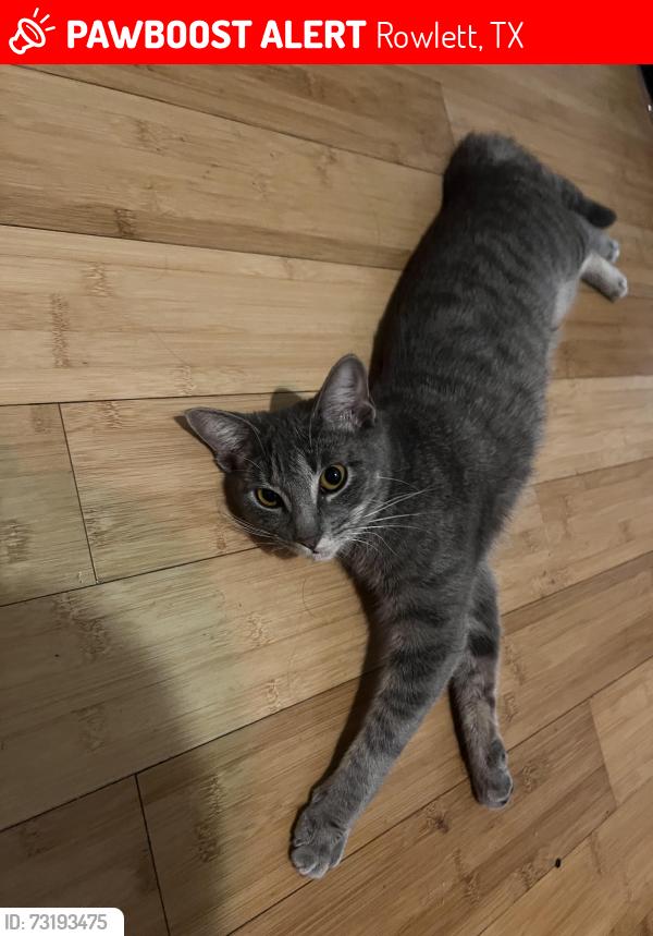 Lost Female Cat last seen Eagle dr, Rowlett, TX 75088