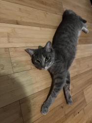 Lost Female Cat last seen Eagle dr, Rowlett, TX 75088
