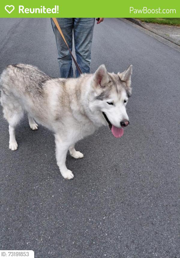 Reunited Male Dog last seen Horne st and Heather ave in mission, Mission, BC V2V 3J4