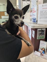 Reunited Female Dog last seen Gage/Emil Ave Commerce, Commerce, CA 90040