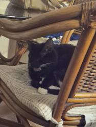 Reunited Male Cat last seen Near Corrine Ave, Spring Hill, FL 34609