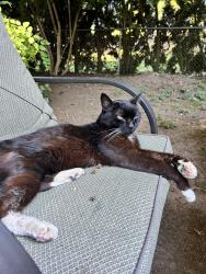 Reunited Unknown Cat last seen NE 13th Ave and NE Mason st, Portland, OR 97212