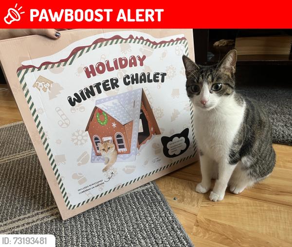 Lost Female Cat last seen Sugarbush, Oro-Medonte, ON L0K 1E0