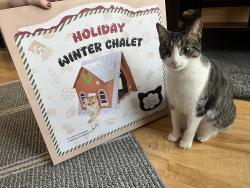 Lost Female Cat last seen Sugarbush, Oro-Medonte, ON L0K 1E0