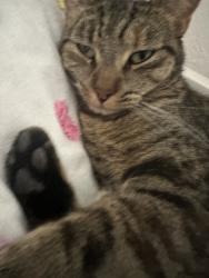 Lost Female Cat last seen Dunkin, Clermont, FL 34711
