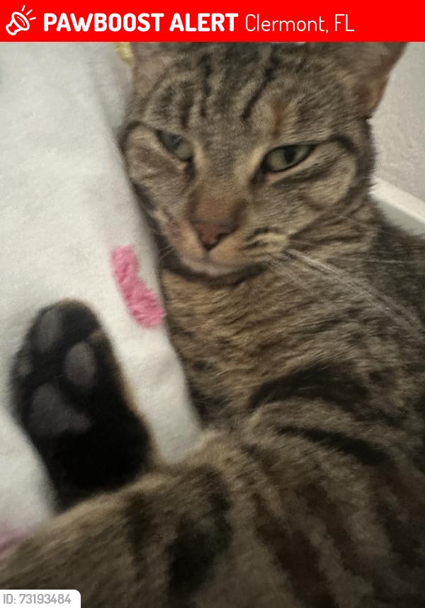 Lost Female Cat last seen Dunkin, Clermont, FL 34711