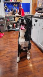 Found/Stray Male Dog last seen Pilcher park, New Lenox, IL 60451