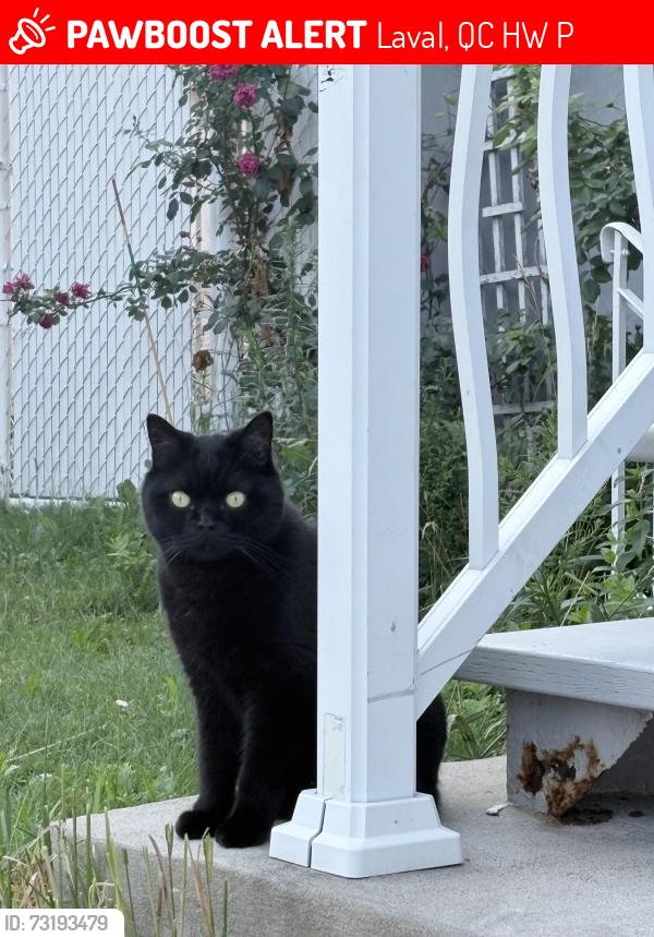 Lost Male Cat last seen Mill Hill Park, Laval, QC H7W 1P4 или, если знаешь точнее: Near Mill Hill Park and surrounding residential streets, Laval, QC H7W 1P4