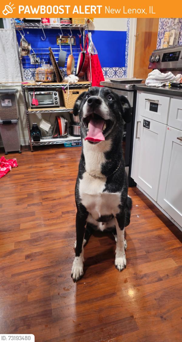 Found/Stray Male Dog last seen Pilcher park, New Lenox, IL 60451