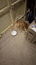 Reunited Unknown Dog last seen Capristrano park, YSLETA SUR, TX 79907