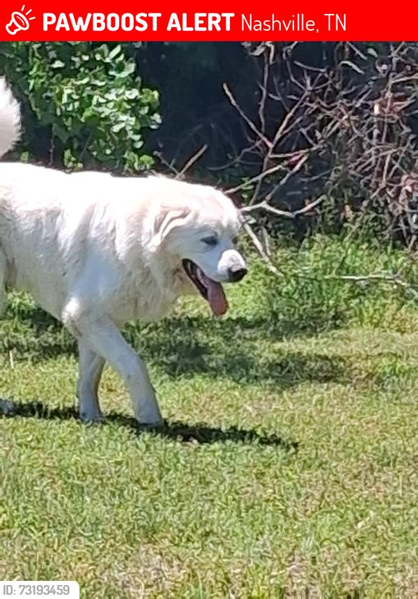 Lost Male Dog last seen Clarksville Pike and Hamilton Bordeaux, Nashville, TN 37218