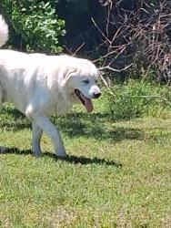 Lost Male Dog last seen Clarksville Pike and Hamilton Bordeaux, Nashville, TN 37218