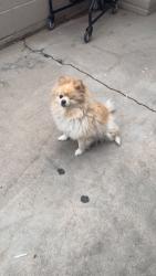 Lost Female Dog last seen 29th and Rosemont, Tucson, AZ 85712