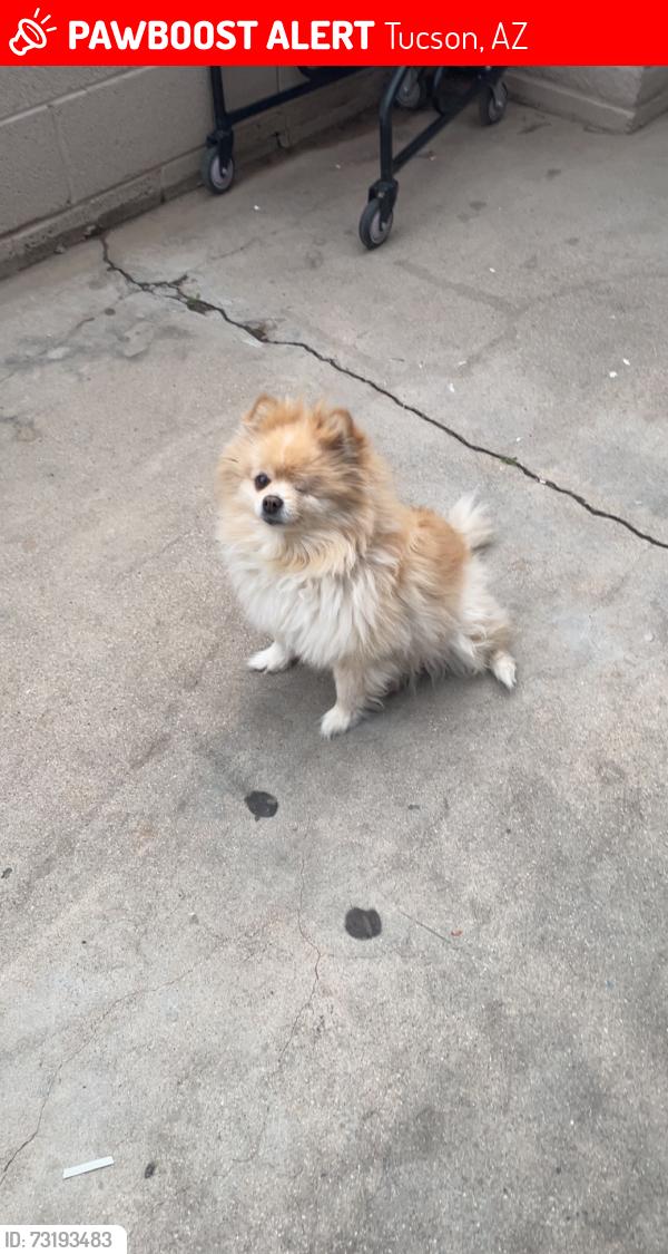 Lost Female Dog last seen 29th and Rosemont, Tucson, AZ 85712