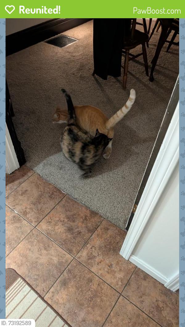 Reunited Male Cat last seen King Rd across from Meijer entrance, Toledo, OH 43617