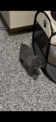 Reunited Male Cat last seen Infront of my house, Dollard-des-Ormeaux, QC H9G 2X9