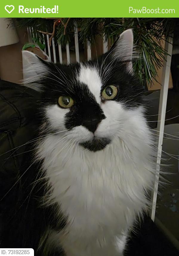 Reunited Male Cat last seen Rue Henri-Daoust, Kirkland, QC 