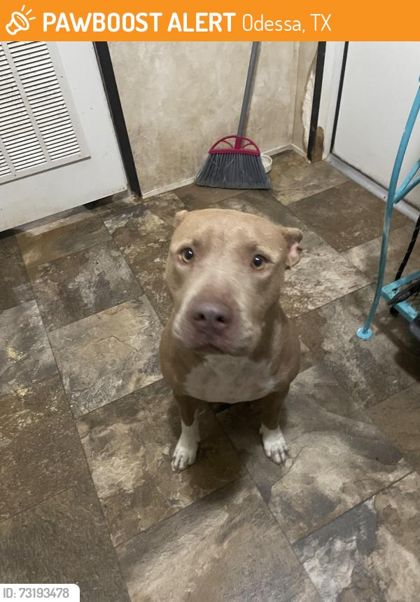 Found/Stray Female Dog last seen Near US-385 N Odessa, TX 79766 United States, Odessa, TX 79766