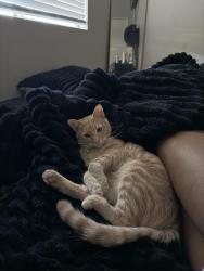 Lost Male Cat last seen foothills, Roseville, CA 95747