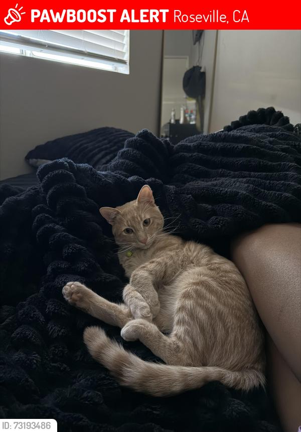Lost Male Cat last seen foothills, Roseville, CA 95747