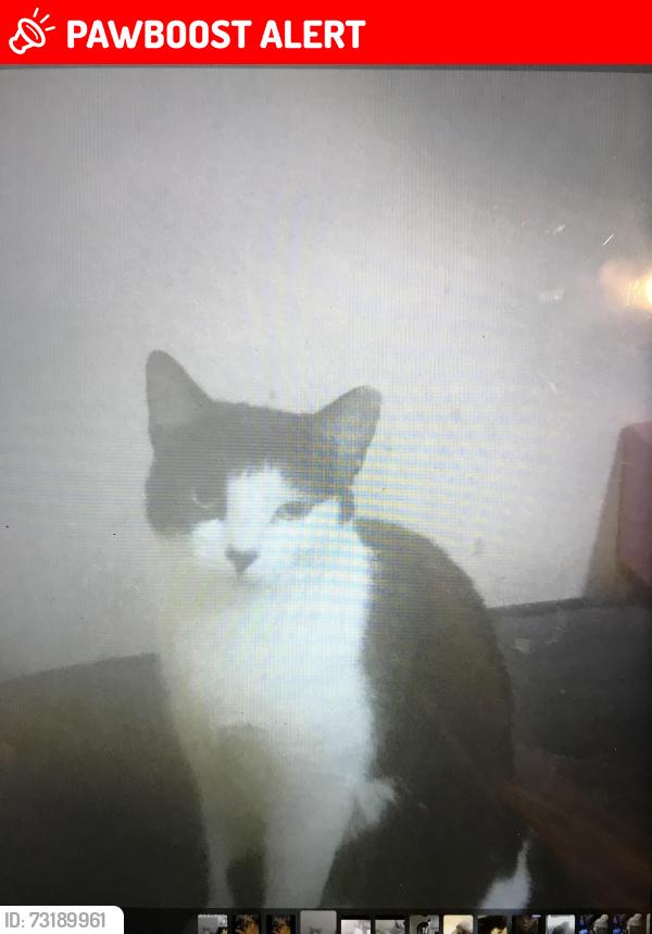 Lost Female Cat last seen Meadow park. Borehamwood, Hertfordshire, England WD6 1TF