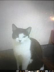 Lost Female Cat last seen Meadow park. Borehamwood, Hertfordshire, England WD6 1TF