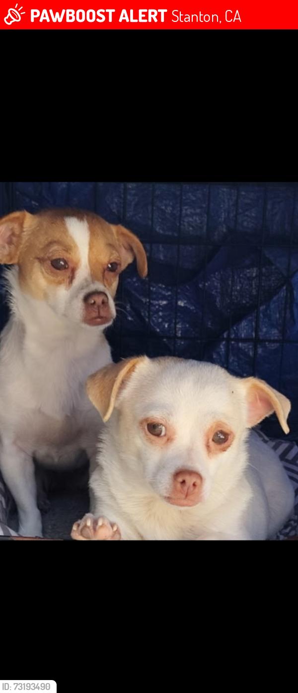 Lost Female Dog last seen SANTA ROSALIA AND EILEEN ST, Stanton, CA 90680