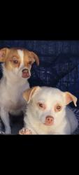 Lost Female Dog last seen SANTA ROSALIA AND EILEEN ST, Stanton, CA 90680