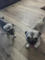 Found/Stray Male Dog last seen 47th st, San Diego, CA 92102