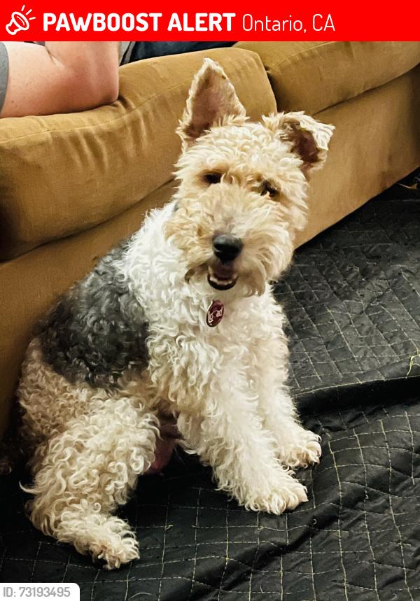 Lost Female Dog last seen Moosedeer Dr, Ontario, CA 91761
