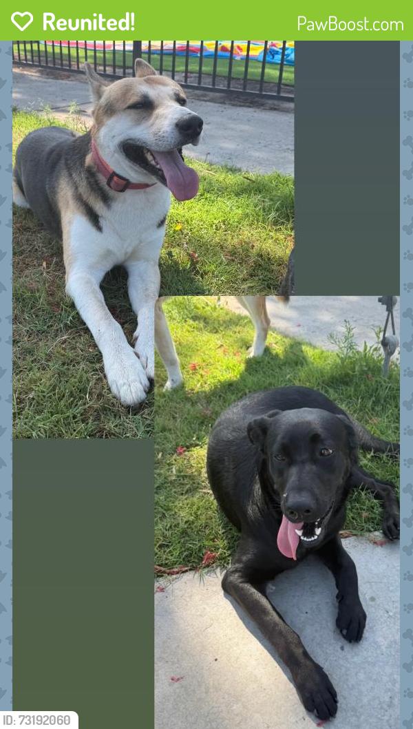 Reunited Unknown Dog last seen Clarkdale Ave, Lakewood, CA 90715, USA, Lakewood, CA 90715