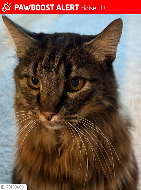 Lost Male Cat last seen LAST SEEN NEAR E HAYS CT & N QUARRY VIEW PL, Boise, ID 83712