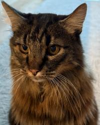 Lost Male Cat last seen LAST SEEN NEAR E HAYS CT & N QUARRY VIEW PL, Boise, ID 83712