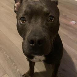 Lost Male Dog last seen Natural bridge and newstead, St. Louis, MO 63115
