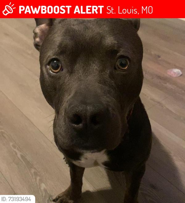 Lost Male Dog last seen Natural bridge and newstead, St. Louis, MO 63115