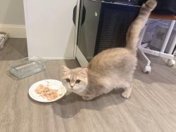 Reunited Female Cat last seen Middle of the street halfway down Taylor Drive, Fairfax, VA 22032