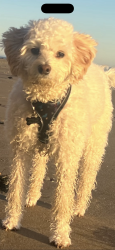 Lost Female Dog last seen Loma media, Santa Barbara Middle School, Santa Barbara, CA 93103