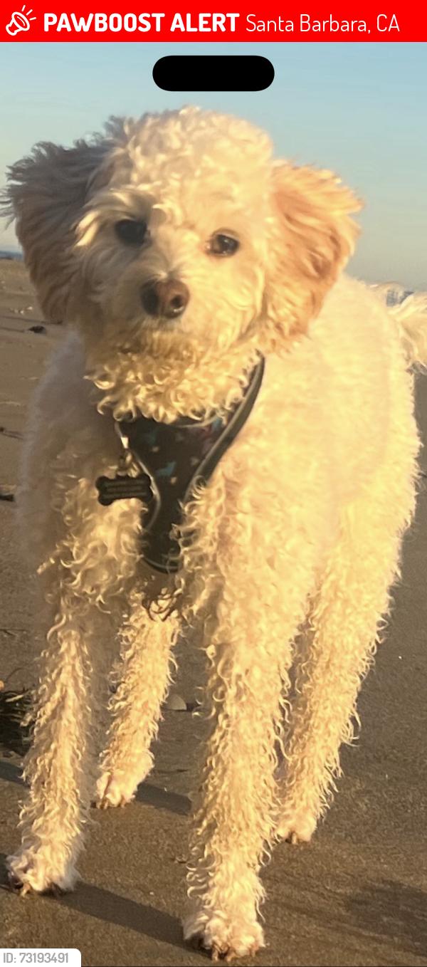 Lost Female Dog last seen Loma media, Santa Barbara Middle School, Santa Barbara, CA 93103
