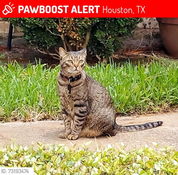 Lost Male Cat last seen Curve of Cranbrook and Tupperlake in Lakeside ests, Houston, TX 77042