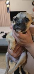 Found/Stray Male Dog last seen Loma linda, San Bernardino, CA 92407