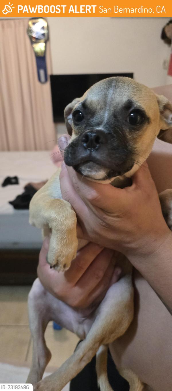 Found/Stray Male Dog last seen Loma linda, San Bernardino, CA 92407
