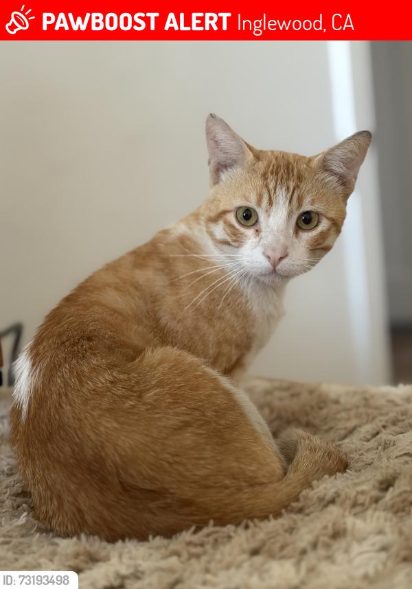 Lost Male Cat last seen Century and 4th Ave, Inglewood, CA 90303