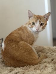Lost Male Cat last seen Century and 4th Ave, Inglewood, CA 90303
