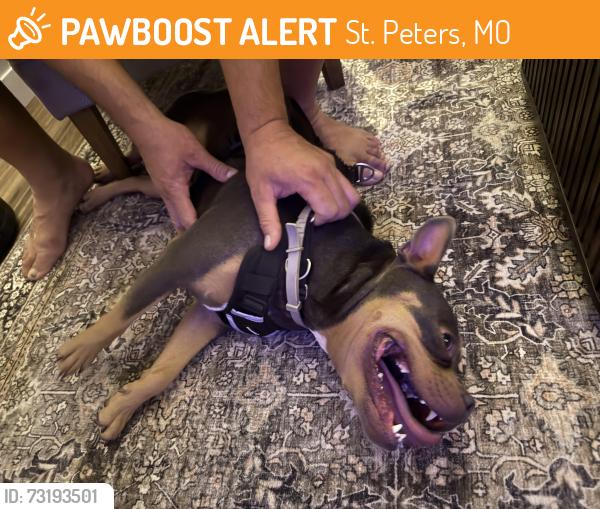 Found/Stray Male Dog last seen Master donuts, St. Peters, MO 63376