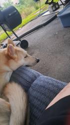 Reunited Male Dog last seen Rv park, San Leon, TX 77518