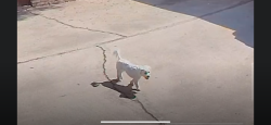 Reunited Female Dog last seen Wible Rd Stine Rd Houghton Rd, Bakersfield, CA 93313